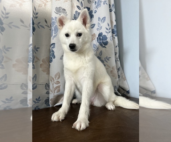 Medium Photo #38 Alaskan Klee Kai Puppy For Sale in DURHAM, CT, USA