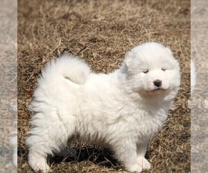 Samoyed Puppy for sale in WITHEE, WI, USA
