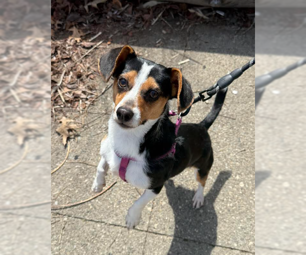 Medium Photo #2 Dachshund-Unknown Mix Puppy For Sale in Cranston, RI, USA