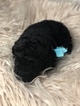 Small Photo #22 Goldendoodle Puppy For Sale in LAKELAND, FL, USA