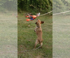 Spooky - Male Chihuahua Dog for Adoption - Photo #4