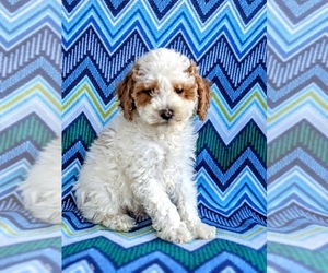 Cock-A-Poo Puppy for sale in NEW HOLLAND, PA, USA