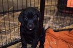 Small Photo #5 Labrador Retriever Puppy For Sale in MERRIAM, KS, USA