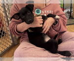 Small #2 American Staffordshire Terrier-Labrador Retriever Mix