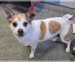 Small Chihuahua Mix