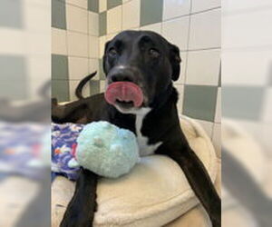 American Pit Bull Terrier Dogs for adoption in Salinas, CA, USA