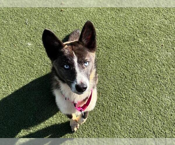 Medium Photo #4 Siberian Husky-Unknown Mix Puppy For Sale in Martinez, CA, USA