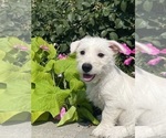 Small #3 West Highland White Terrier
