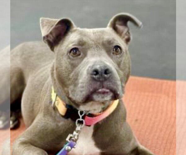 Medium Photo #1 American Pit Bull Terrier-Unknown Mix Puppy For Sale in Lockport, NY, USA