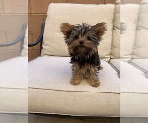 Yorkshire Terrier Puppy for sale in LAS VEGAS, NV, USA