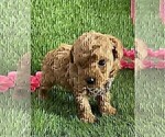 Small #31 Poodle (Toy)
