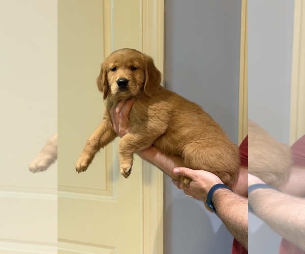 Medium Photo #1 Golden Retriever Puppy For Sale in BISHOP, GA, USA