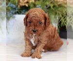 Small #3 Cavapoo (Miniature)