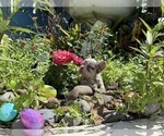 Small Photo #24 French Bulldog Puppy For Sale in LEHIGH ACRES, FL, USA