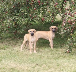 Great Dane Puppy for sale in CLAYTON, IN, USA
