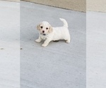 Small Photo #2 Cavachon Puppy For Sale in RACINE, WI, USA