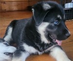 Small Photo #3 German Shepherd Dog-Goberian Mix Puppy For Sale in UXBRIDGE, MA, USA