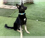 Small #1 German Shepherd Dog
