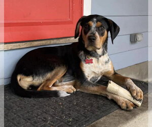 Mutt Dogs for adoption in pomfret, CT, USA