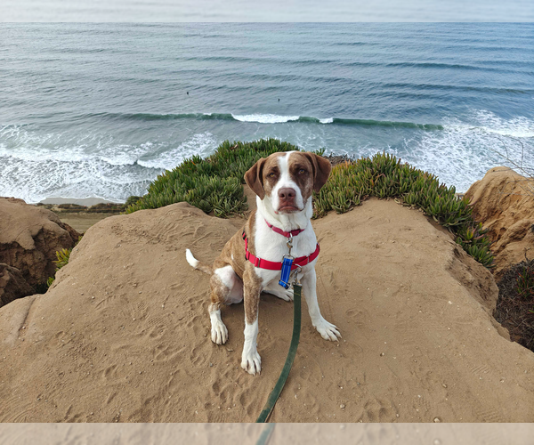 Medium Photo #2 Boxer Puppy For Sale in San Diego, CA, USA
