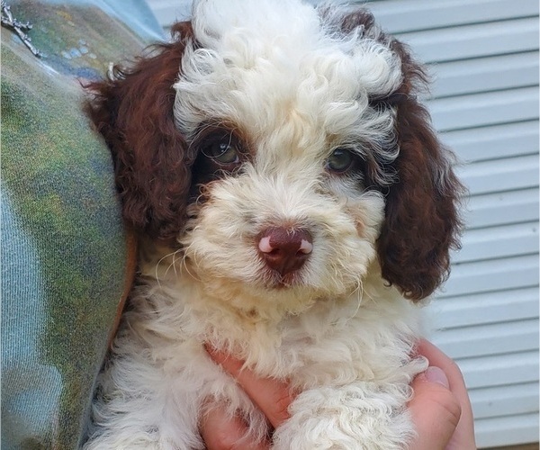 Medium Photo #1 Bernedoodle (Miniature) Puppy For Sale in LEETONIA, OH, USA