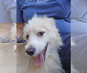 DC - Male Border Terrier-Unknown Mix Dog for Adoption - Photo #2