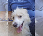 Small Photo #2 Border Terrier-Unknown Mix Puppy For Sale in Albemarle, NC, USA