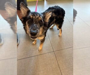Australian Shepherd-German Shepherd Dog Mix Dogs for adoption in Rancho Cucamonga, CA, USA