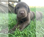 Small Photo #4 Labrador Retriever Puppy For Sale in ROYAL CITY, WA, USA