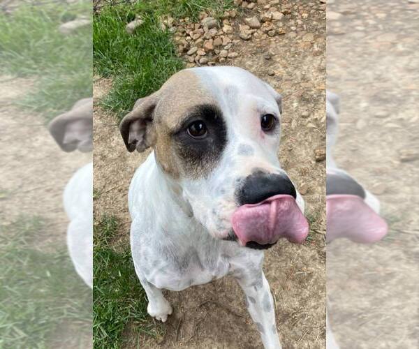 Medium Photo #3 Dalmatian-Unknown Mix Puppy For Sale in Evansville, IN, USA