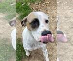 Small #2 Dalmatian Mix