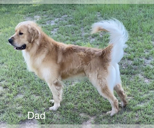 Father of the Golden Retriever puppies born on 10/19/2021