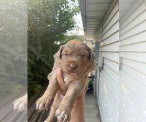 Australian Shepherd Puppy for sale in CHUBBUCK, ID, USA