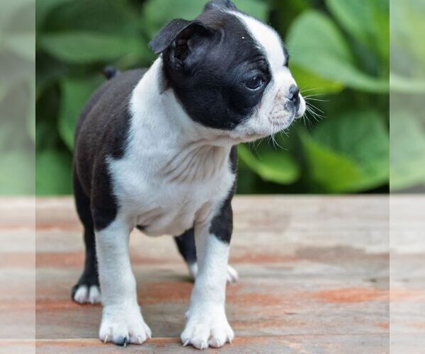 Medium Photo #4 Boston Terrier Puppy For Sale in MANHEIM, PA, USA