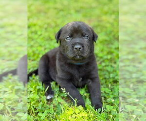 Labrador Retriever-Unknown Mix Dogs for adoption in OKLAHOMA CITY, OK, USA