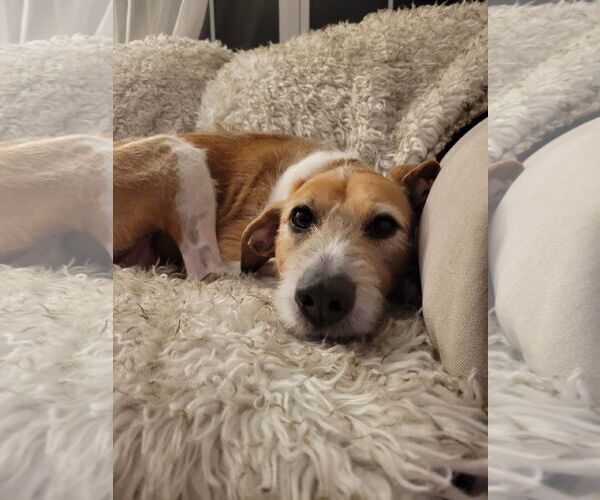 Medium Photo #5 Mutt Puppy For Sale in Pittsburgh, PA, USA