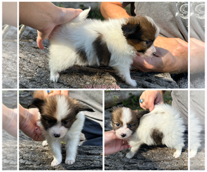 Papillon Puppy for sale in ELK RIVER, MN, USA