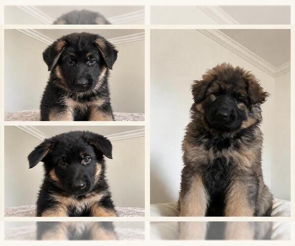Medium Photo #1 German Shepherd Dog Puppy For Sale in BULL VALLEY, IL, USA