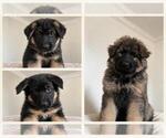3 Males - Male German Shepherd Dog Puppy for Sale - Small photo