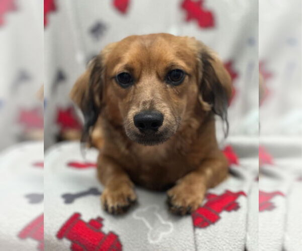 Medium Photo #2 Dachshund-Unknown Mix Puppy For Sale in Weston, FL, USA