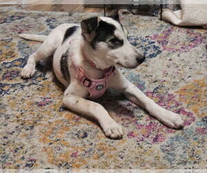 Mutt Dogs for adoption in Evansville, IN, USA