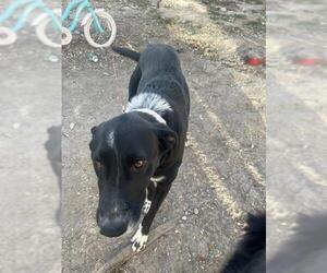 Pointer-Unknown Mix Dogs for adoption in San Antonio, TX, USA