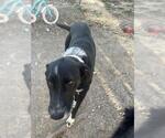 Small Pointer Mix