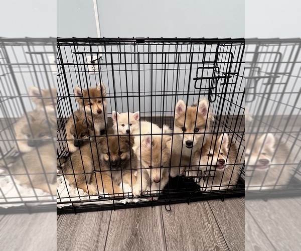 Medium Photo #1 Pomsky Puppy For Sale in NAPLES, FL, USA