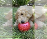 Small #1 Poodle (Standard)