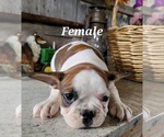 Small Photo #5 French Bulldog Puppy For Sale in GOBLES, MI, USA