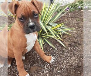 Boxer Puppy for sale in SHILOH, OH, USA