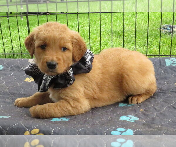 Medium Photo #2 Golden Retriever Puppy For Sale in Grovertown, IN, USA