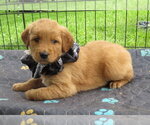 Small #1 Golden Retriever