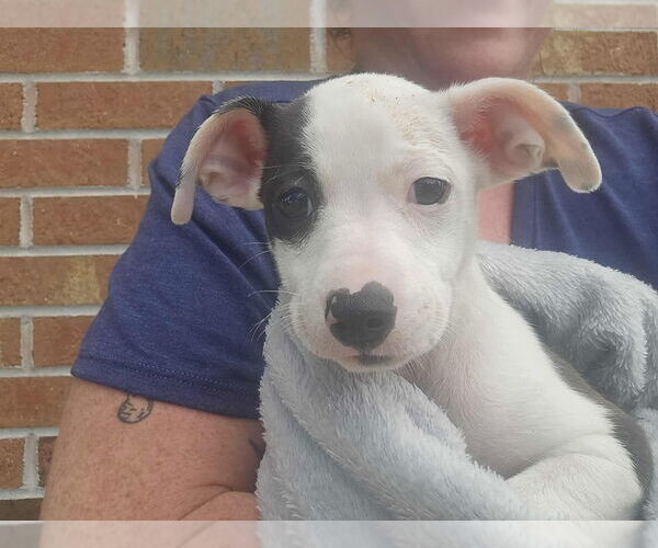 Medium Photo #1 Mutt Puppy For Sale in Candler, NC, USA